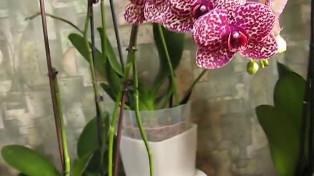 Нужен совет-новые проблемы! смотреть онлайн