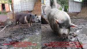 Отличия вьетнамской вислобрюхой свиньи от корейской