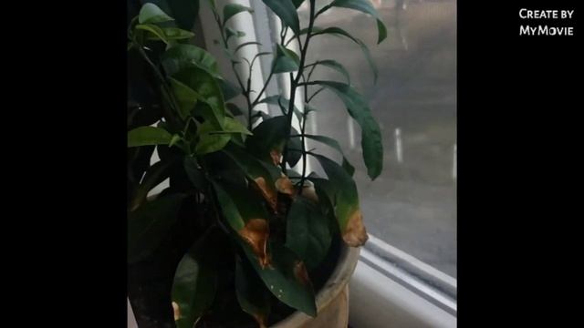 ростки апельсинов и лимонов смотреть онлайн