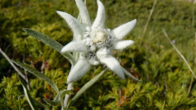 ЖЕМЧУЖИНА ГОР ЭДЕЛЬВЕЙС (Leontopоdium alpínum)