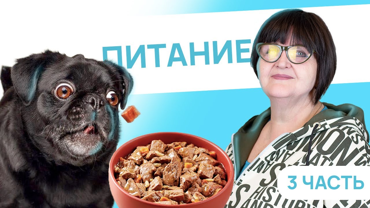 Питание от щенка до взрослой собаки - 3 Часть - Как кормить собаку сухим кормом? - Питание собаки