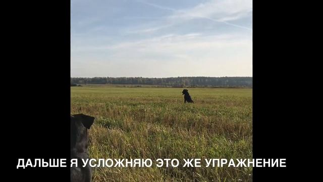 Тренировка лабрадора рабочих линий. Прямые Руты. смотреть онлайн