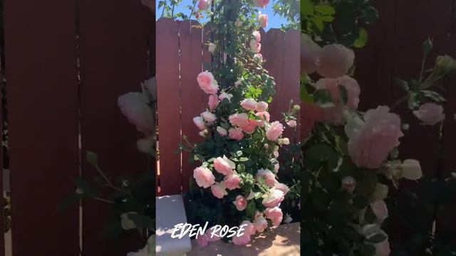 My Eden climbing rose last year!