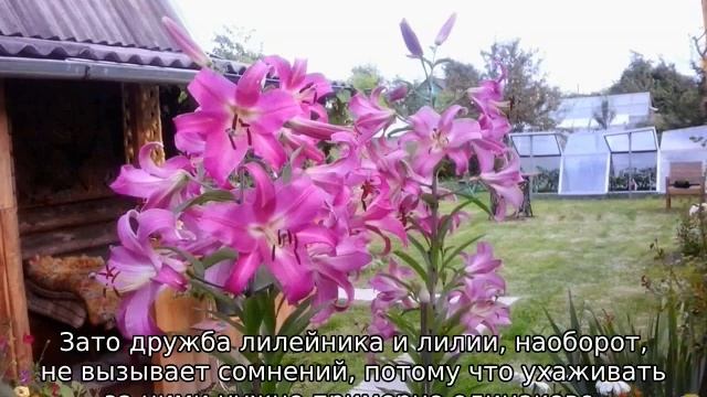 Как посадить лилии, чтобы на участке они смотрелись красиво смотреть онлайн