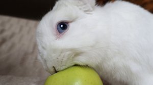 Кролик Моти кушает яблочко ?