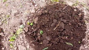 Как бороться и победить хруща/личинку майского жука