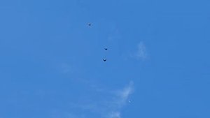 Николаевские голуби Драганова Виталия.