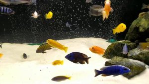 Мифы о несовместимости цихлид группы мбуна