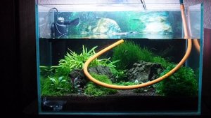 Подмена воды в аквариумах с креветками Тайвань и Кардинал