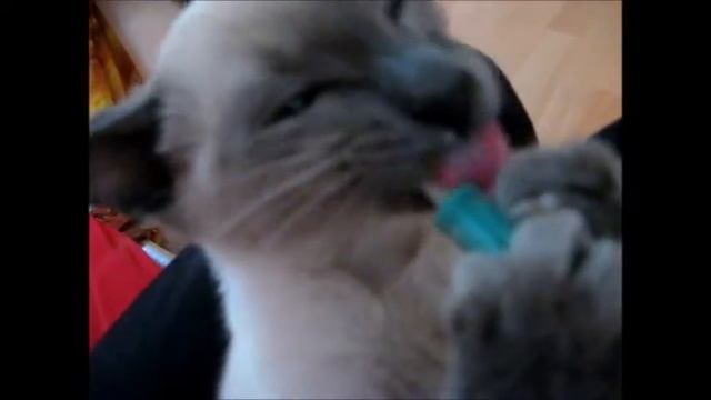 Blue Point & Foreign White Siamese Kitten talking, playing & drinking Cat Milk (Yozora & Otani) смотреть онлайн