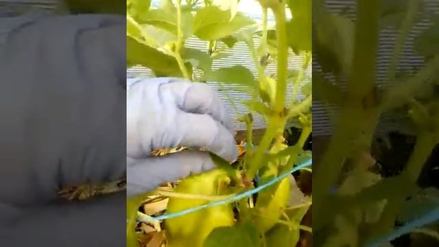 Мягкое раскисление почвы. Формировка и уход сейчас. смотреть онлайн