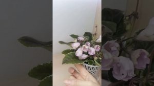 Фиалка ЛЕ-Лейла