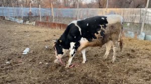 Голштинский бык. Продажа