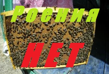 Просто, быстро прервать роение пчел.Удивительное о пчёлах и роях.Пчеловодство начинающим.