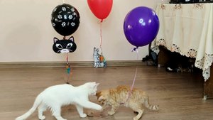 Котята играют с игрушками, которые висят на гелиевых шариках.