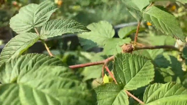 НИЗКОРОСЛАЯ МАЛИНА В КОНЦЕ АВГУСТА В МОНРЕАЛЕ??? смотреть онлайн