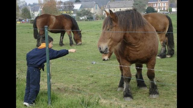 Арденский тяжеловоз смотреть онлайн