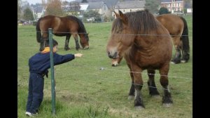 Арденский тяжеловоз