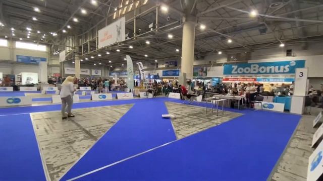 27.08.21 Киев «Золотые ворота-2021» кобели чемпионы смотреть онлайн