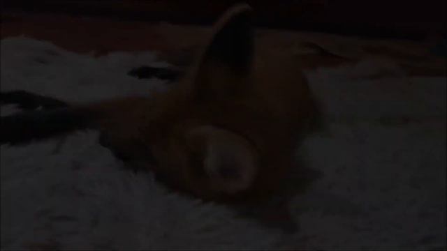 Озорной лисенок Фокси Фокс.