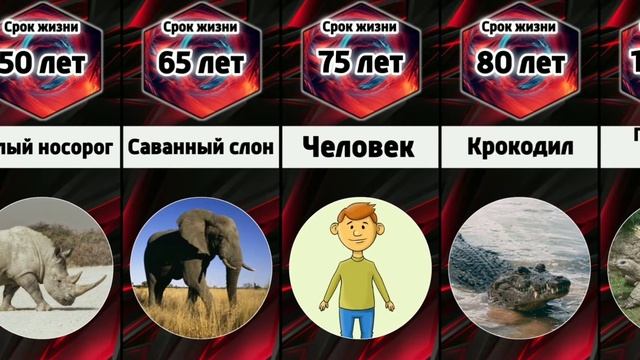 Продолжительность жизни животных смотреть онлайн