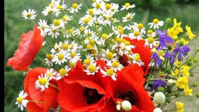 #Я в День Рождения Дарю тебе цветы# смотреть онлайн