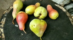 ФУНДУК КОРНЕВАЯ ПОРОСЛЬ