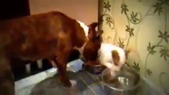 Щенок Белунг нападает на взрослую стафку Грейси :-) смотреть онлайн