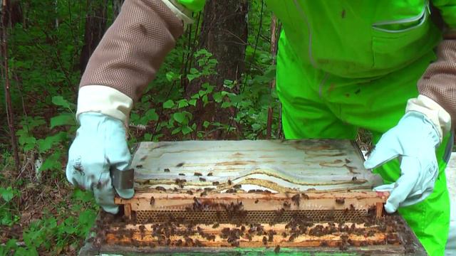 Размножение маточниками. Пасека Сергея Буторина. 20 выпуск смотреть онлайн