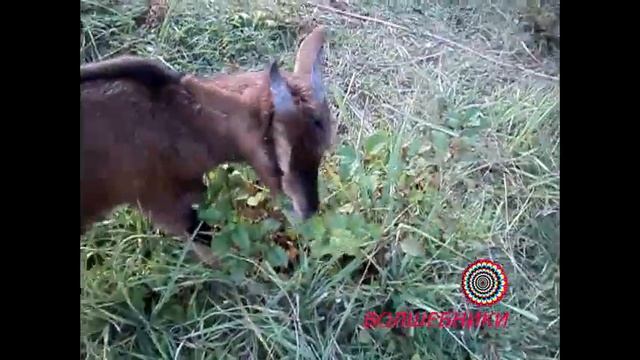 Камерунские Карликовые Козы Пасутся. Скатерть Самобранка Часть 1. смотреть онлайн