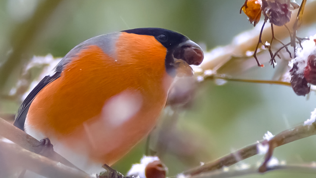 Рождественские учеты птиц. Какие пернатые обитают в зимнем лесу? | Все как у людей