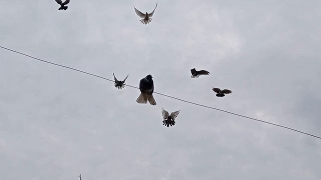 мои голуби продам не дорого 89097704904 смотреть онлайн