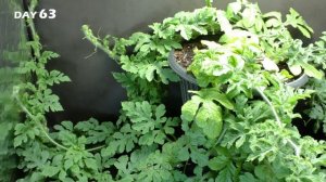 Growing Watermelon Plant Time Lapse - Seed to Fruit (110 Days)
