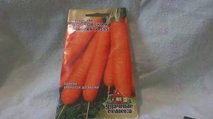 МОРКОВЬ (МОСКОВСКАЯ ЗИМНЯЯ А 515)