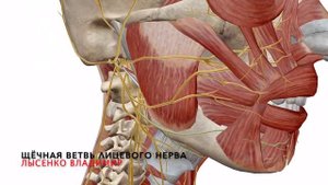 Как выглядит и где располагается лицевой нерв на черепе человека? Понятная анатомия 3D