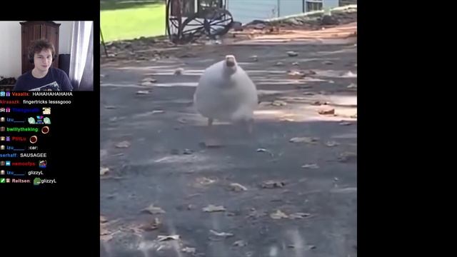 PANDORE REACT A UNUSUAL MEMES COMPILATION V185 смотреть онлайн