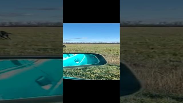 Наши животные Ласка и Пухлый совершили побег, попали в кадр случайным проезжим людям?