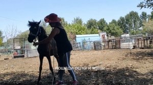 Принципы Воспитания Лошади