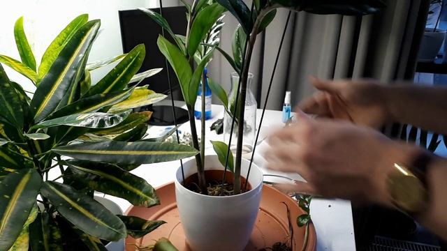 Посадите так замиокулькас + лайфхак ?