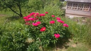 Paeonia Scarlet O'Hara