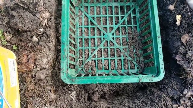 Тюльпаны.Как посадить на влажном участке, чтобы не ушли глубоко в грунт. смотреть онлайн