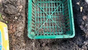 Тюльпаны.Как посадить на влажном участке, чтобы не ушли глубоко в грунт.