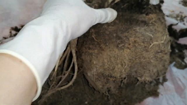 Пересадка, обрезка бугенвиллий. смотреть онлайн