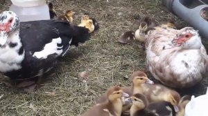 Кормление и содержание мускусных утят с 0 и до 1 месяца...