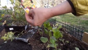 Рассада астр , высаживаем из " улиток" и "пеленок" в открытый грунт.