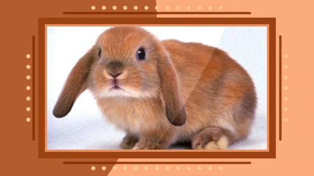 ТОП 10 ОШИБОК ПРИ СОДЕРЖАНИИ КРОЛИКА!!! ПОДРОБНАЯ ИНФОРМАЦИЯ!!!!! смотреть онлайн