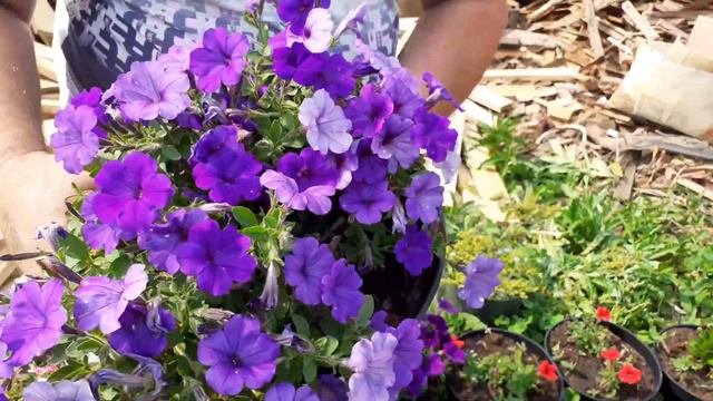 Моя коллекция растений обзор 22.06.2020.