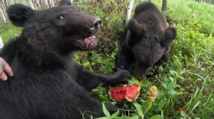Сегодня праздник у медведей.