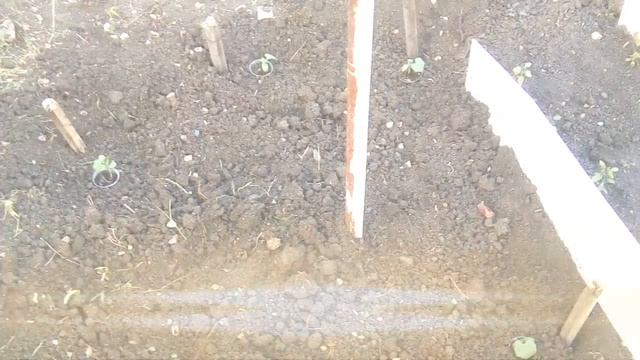 Выращивание огурцов ёлочкой ! смотреть онлайн