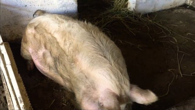 Огромный хряк не хватает таблицы ! Вес быков !! смотреть онлайн